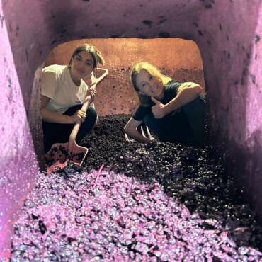 La vinification d’un vin rouge